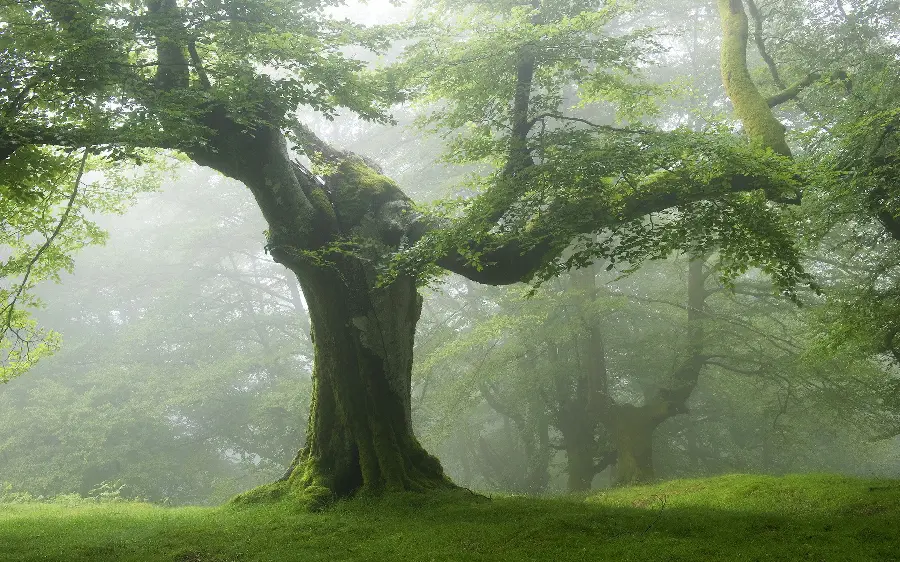 Background photo with an old tree covered in moss from natural attractions