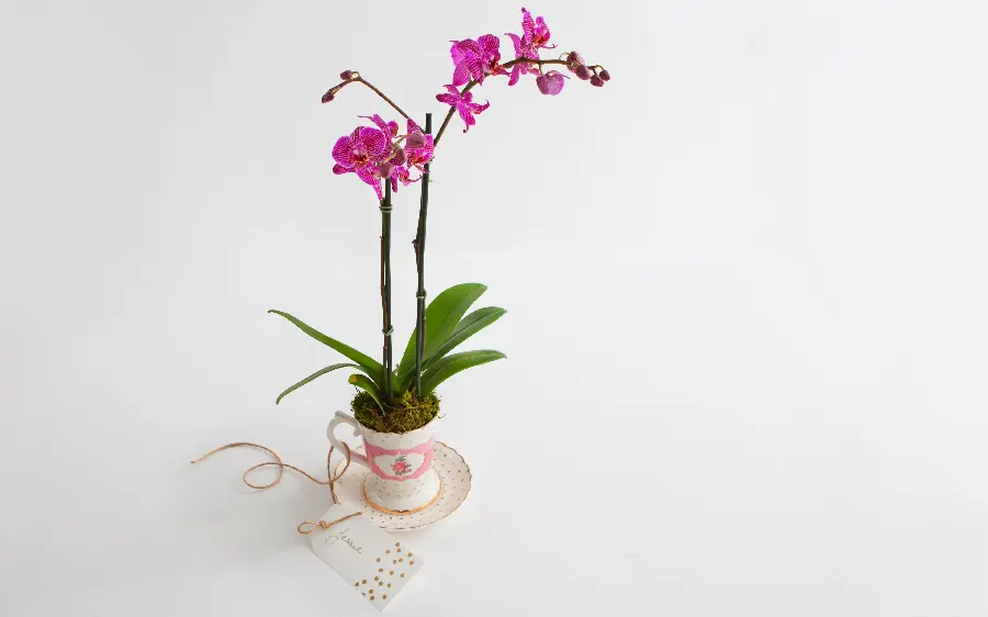Stylish wallpaper of flowers Artificial orchid in a luxurious and beautiful vase