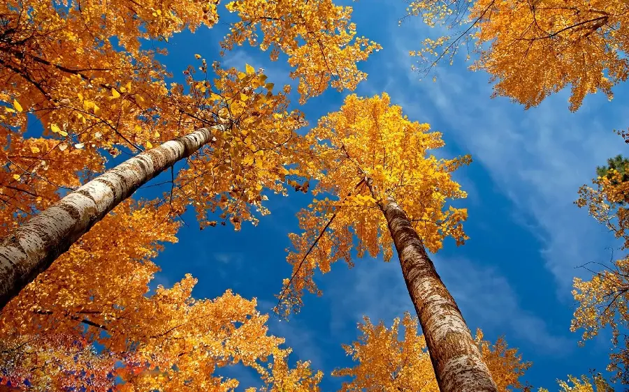 Stock photo of young yellow beech forest in autumn
