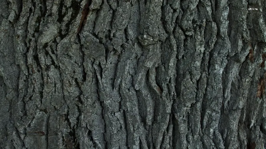 Free download of stylish and modern tree bark patterns and textures with a new design 2023 