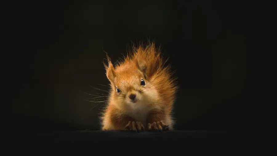 Very beautiful and cute background of red squirrel on black background