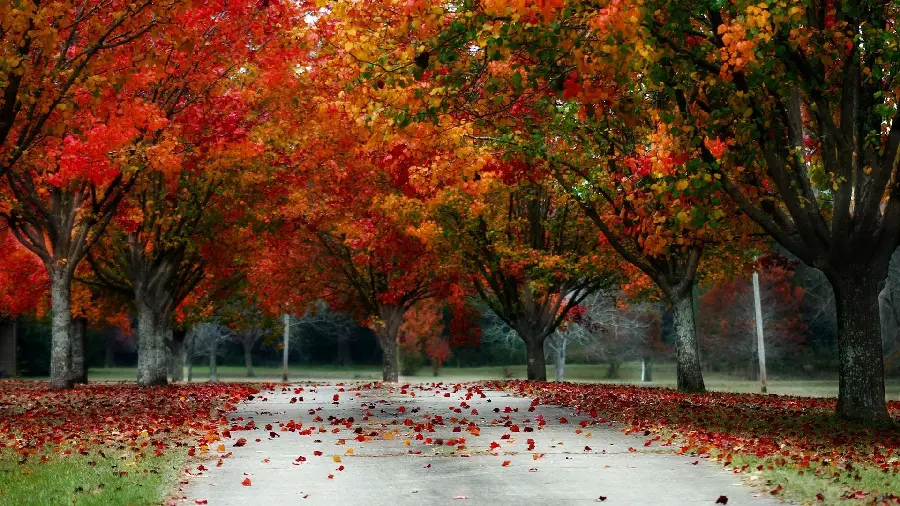 Autumn photo of a sudden gust of merciless windIn the boundless glory of sorrow 