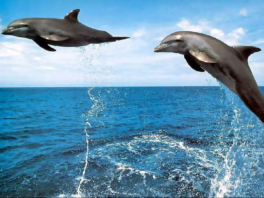 High quality wallpaper of dolphins swimming and playing 