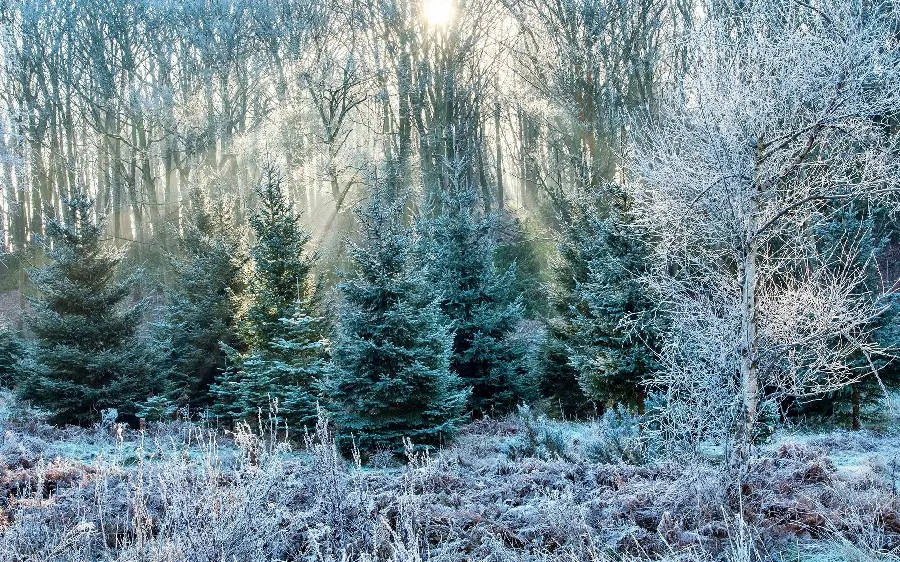 Highest Quality Winter Forest Stock Image