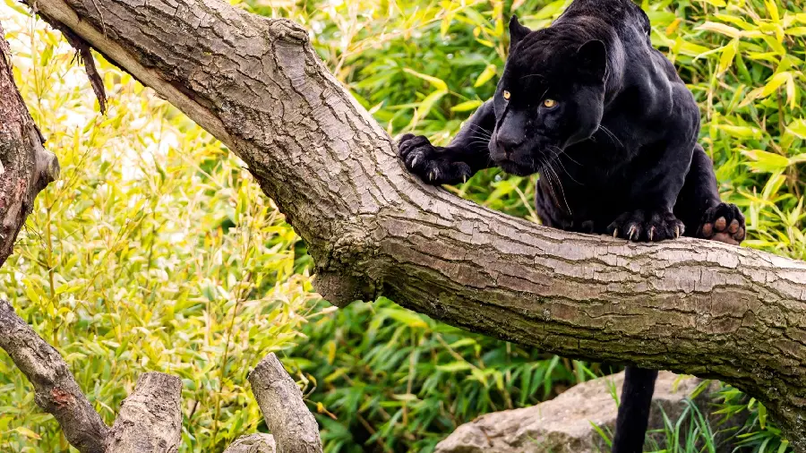 A creepy background of a rare black leopard with a fierce face