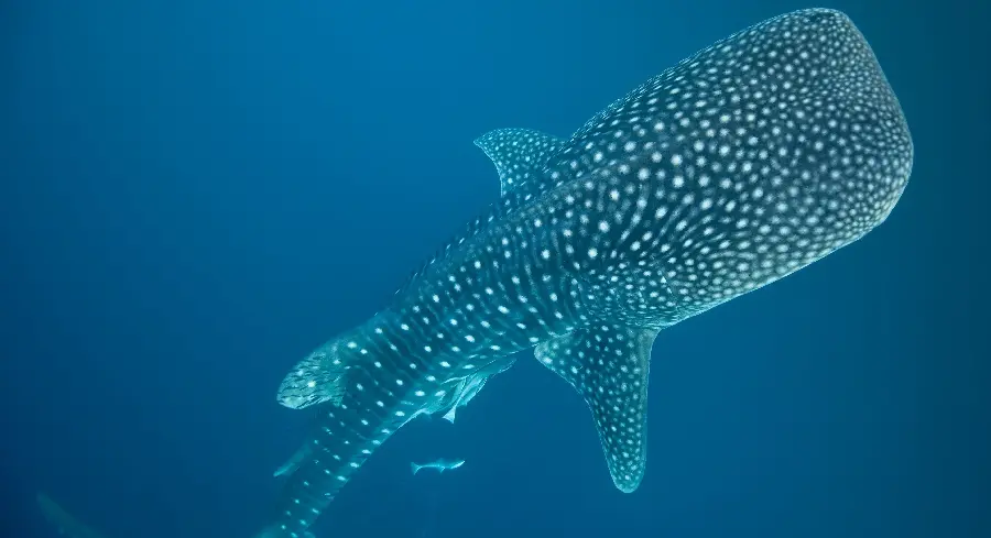 Download free and high-quality photos of whale sharks or whale sharks