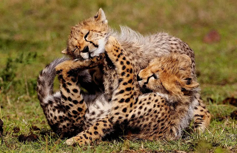 Very beautiful photo of cute cheetah cubs playing