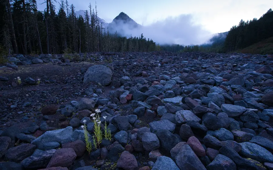 Download free photo of lush and pleasant nature for profiles 