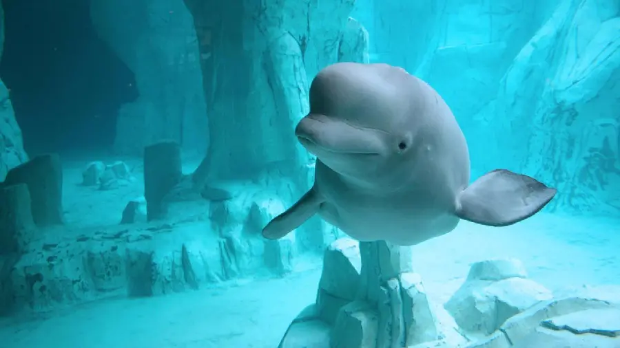Spectacular beluga whale swimming wallpaper for poster printing