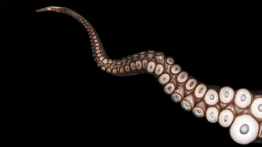 A very spectacular and stunning photo of a giant minimalist octopus arm