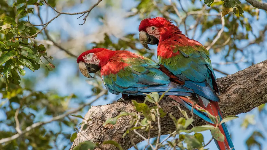 Download beautiful and cool pictures of red and blue parrots with the highest quality 