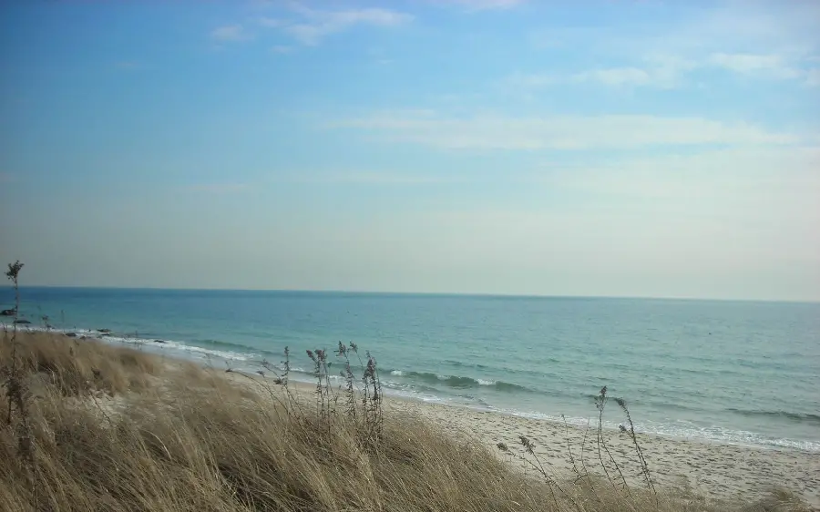 Special and interesting beach grass wallpaper for creating Insta posts 