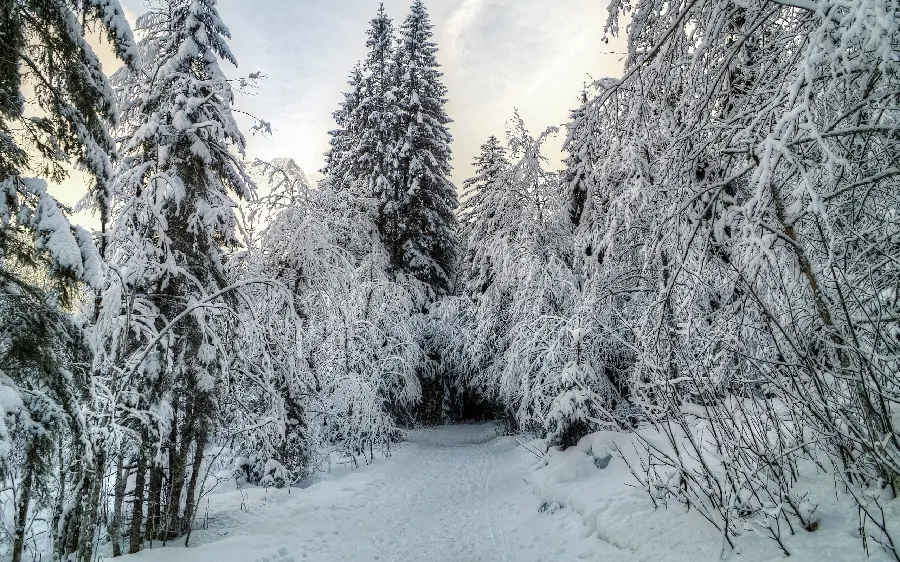 Picture of snowy and white nature Pure and magical with direct link 