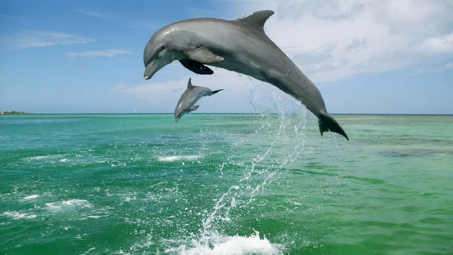 Dolphin Jumping and Water Playing Profile Photo