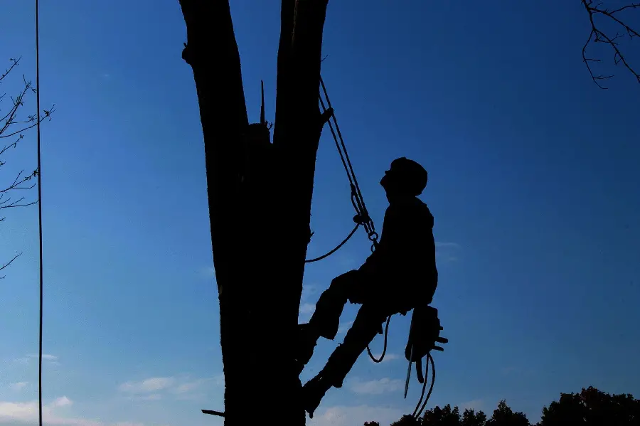 Image of a man hanging and climbing a tree 