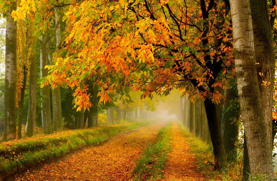 Wallpaper of the taste and color of walking on a dirt road under a corridor and a tunnel of dreamy orange autumn leaves