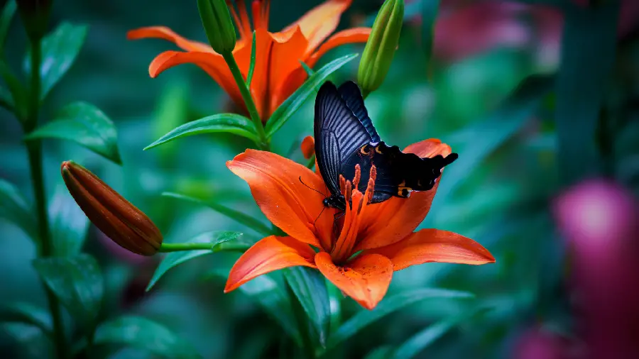 Stylish and special HD background of a charming and delicate butterfly on a beautiful orange flower