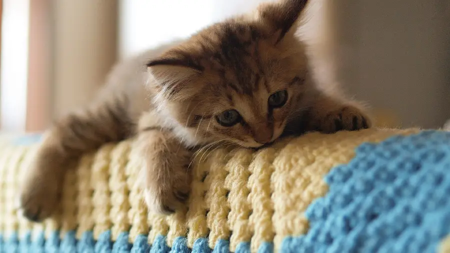 Beautiful cute and funny cat wallpaper for laptop 