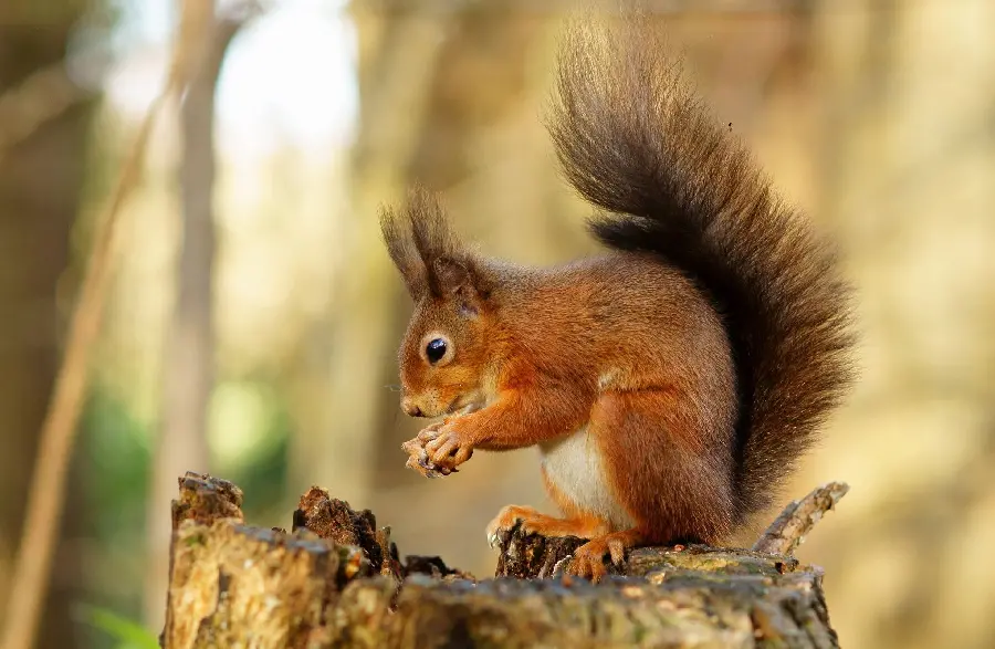 Playful and Cute Red Squirrel Background Photo with Long and Fluffy Tail