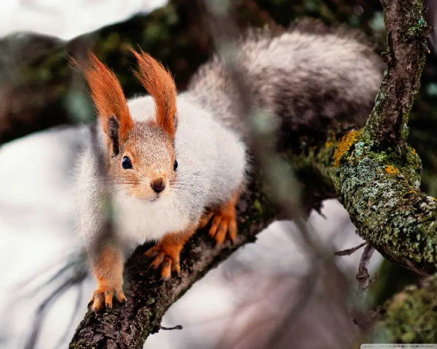 Photo taken of a red squirrel in the wild