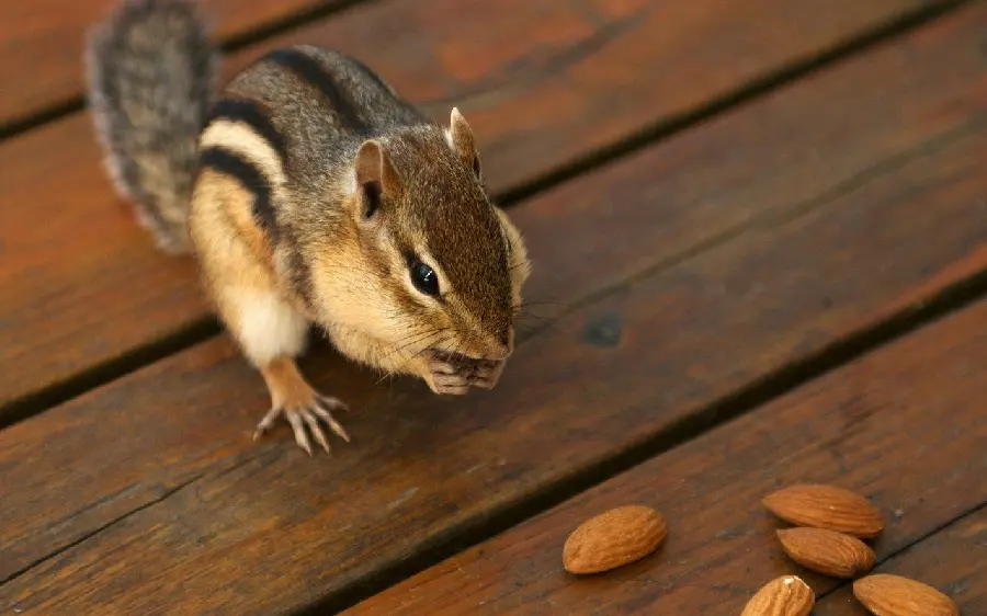 Latest squirrel wallpaper from Johor