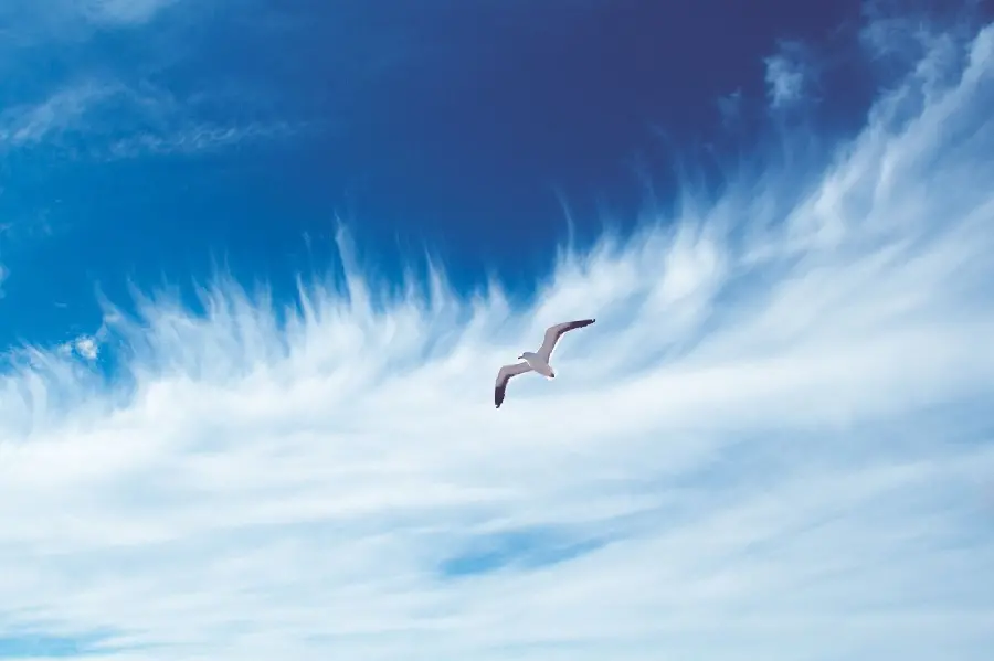 A charming and pleasant stock photo of a free bird in nature