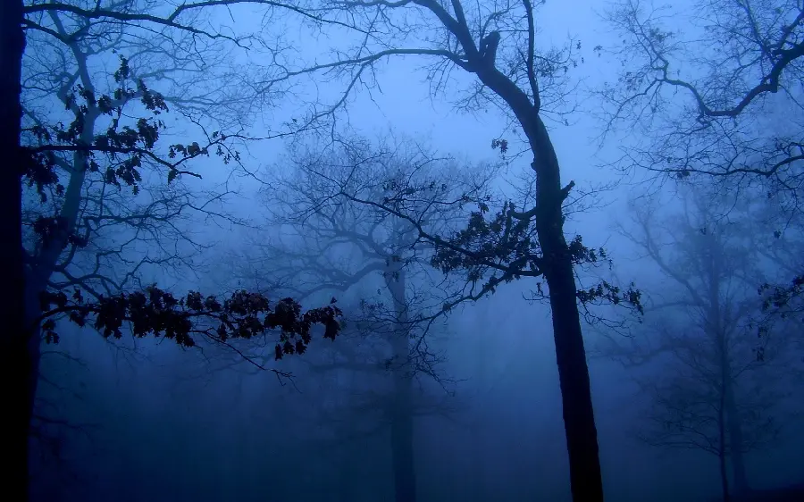 A scary and terrifying nature image of strange trees and foggy weather 