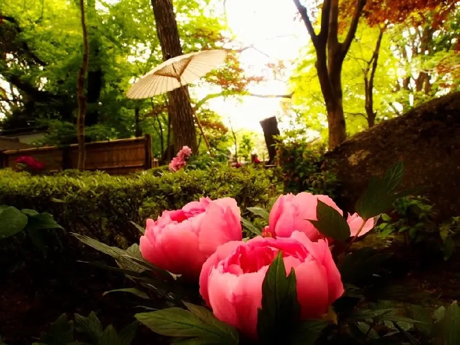 Beautiful stock photo of a white Japanese umbrella next to peony flowers