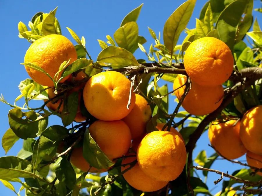 Fruit tree wallpaper with various properties for advertising work
