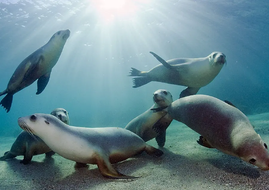 Wallpaper of many Caspian seals underwater together full hd