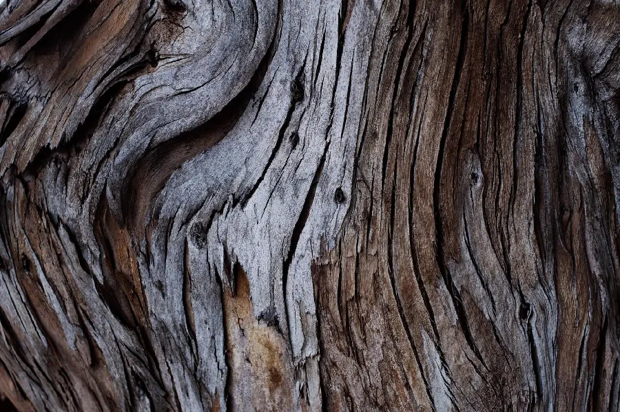 The strangest texture and pattern of tree trunk bark with a surprising and unbelievable design and shape