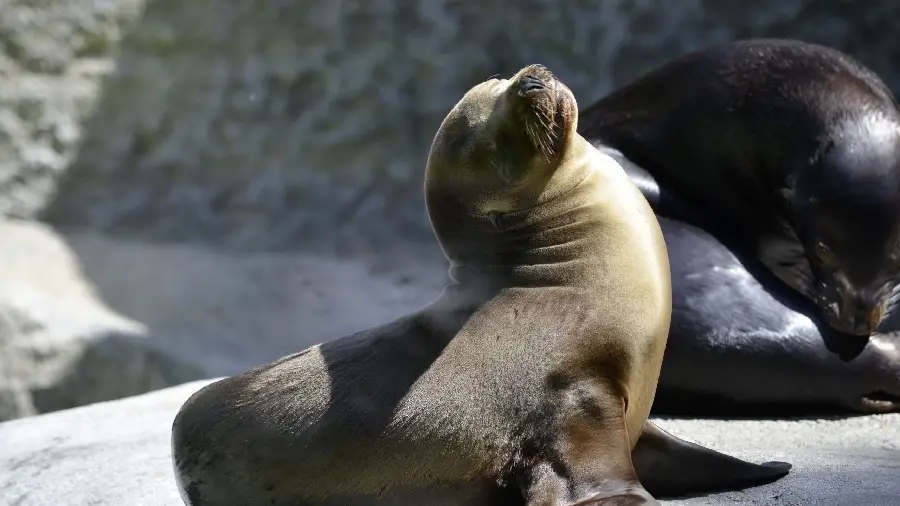 Download high resolution pixelated image of Caspian seal