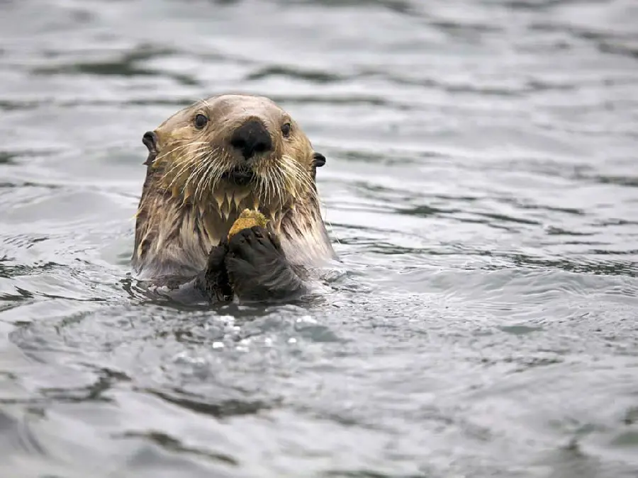 Download cute picture of a real blue dog swimming in the water