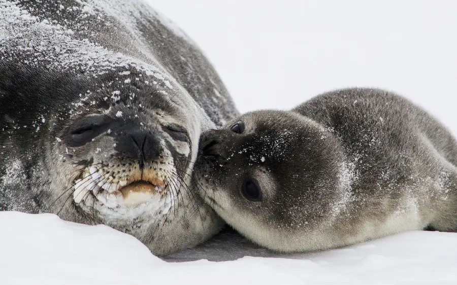Stock Image of a Seal Mother and Child in the Snowy Area