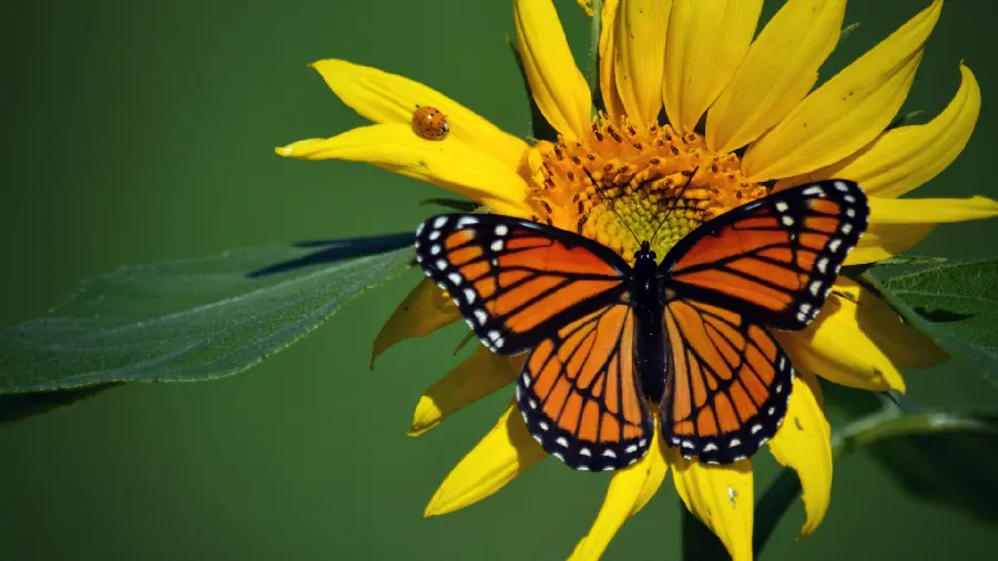 The most beautiful background photo of a butterfly sitting on a flower 