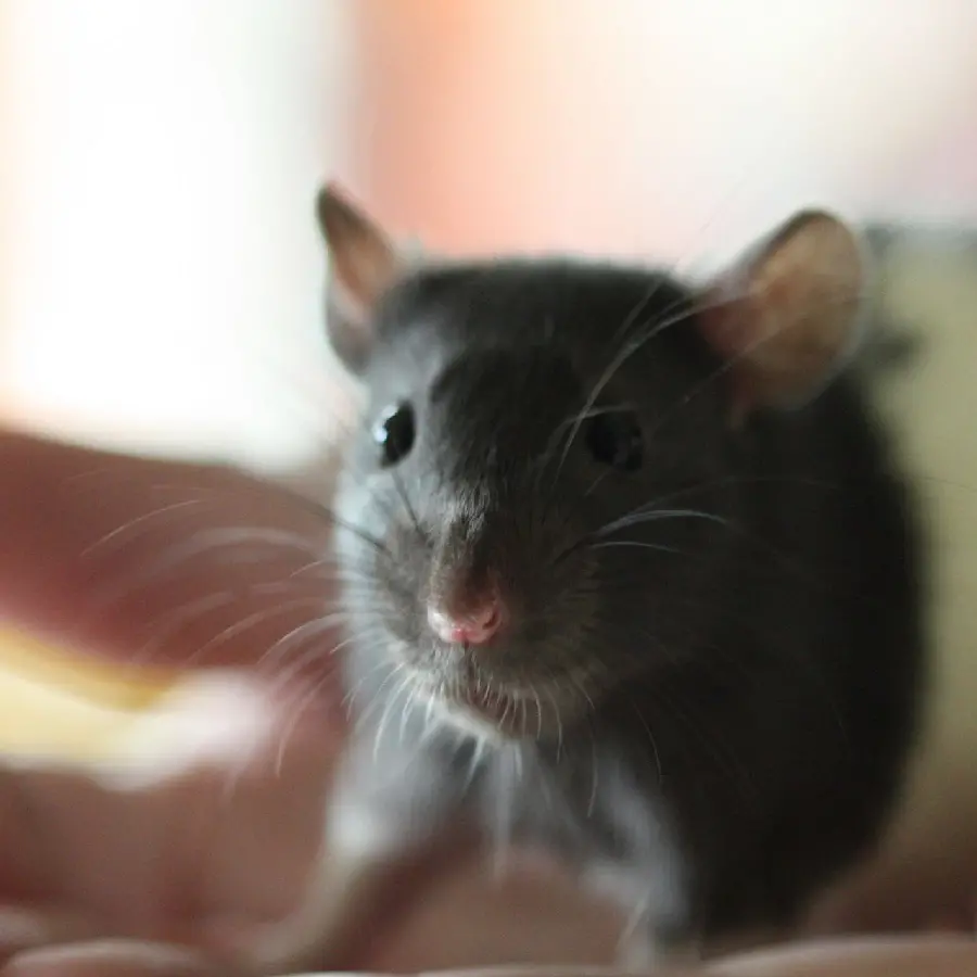 Download an interesting and spectacular photo of a real mouse similar to the character of the chef mouse