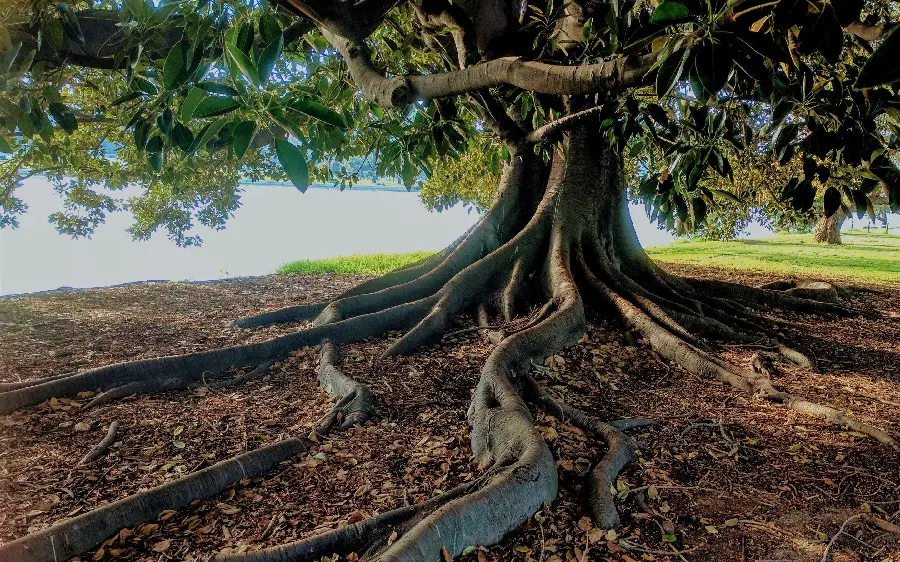 High quality photo of an old tree trunk with roots sticking out of the ground