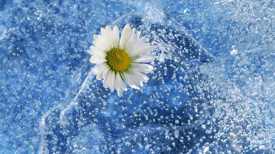 Special and spectacular wallpaper of sunflower design in full HD quality 