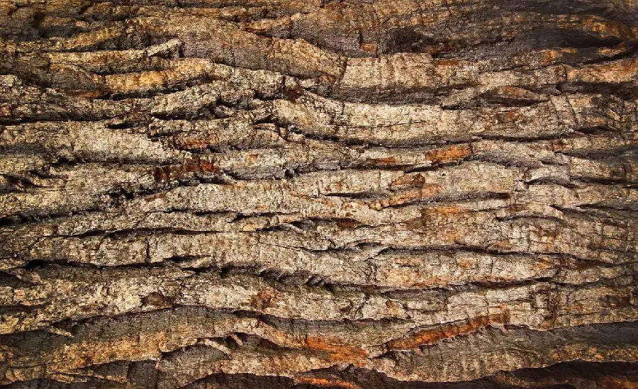 Unique texture of tree bark design with the highest quality 