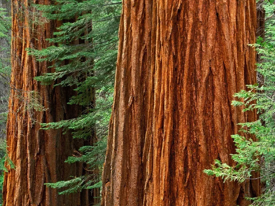 Photo of tree texture and trunk for use in woodworking
