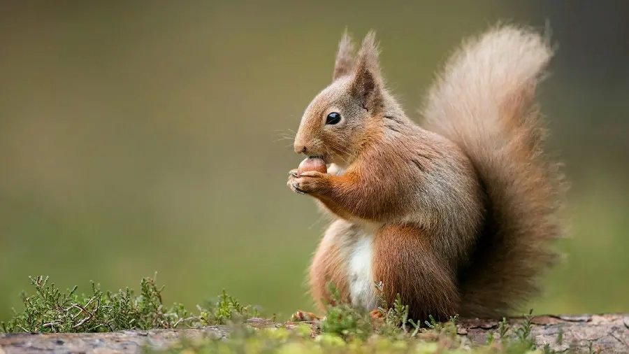 Cute profile picture of a chubby and salty squirrel