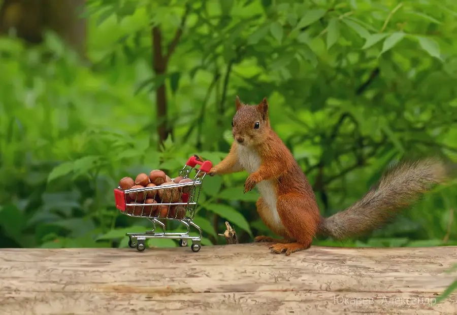 Lovely Quality Profile Photo of Red Squirrel in Nature