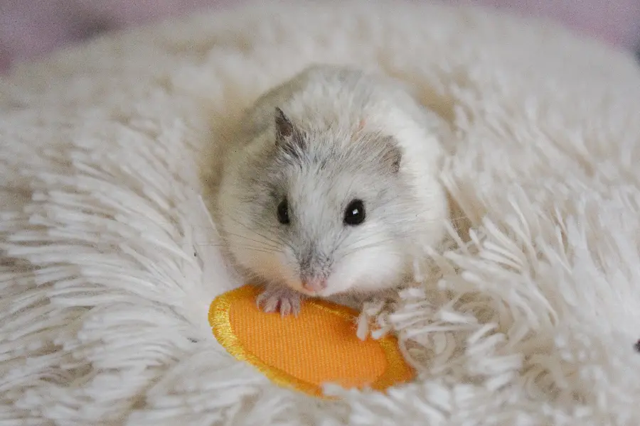 Download photo of cute and fluffy gray mouse eating 