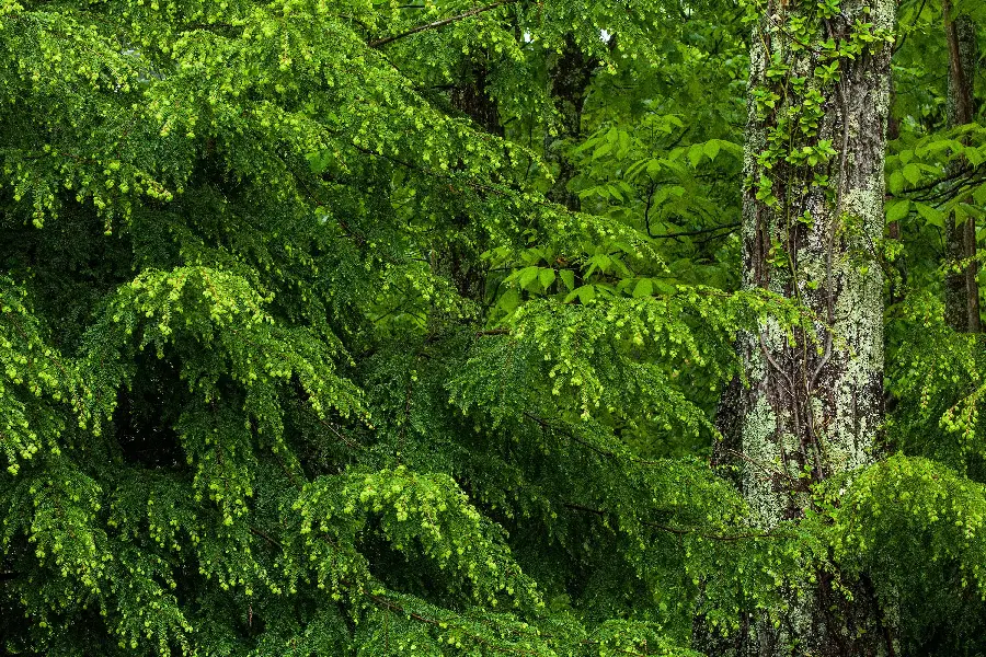 Download photos with special lush nature quality suitable for profiles and backgrounds