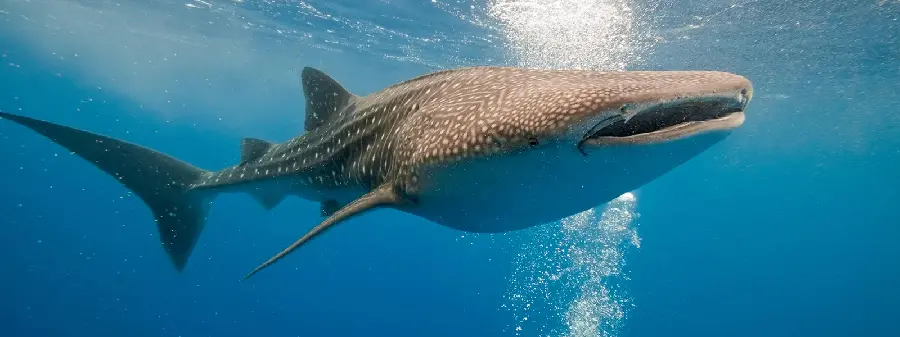 Real giant whale shark, the most dangerous aquatic animal 