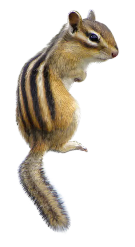 Real squirrel photo cropped without full HD background 