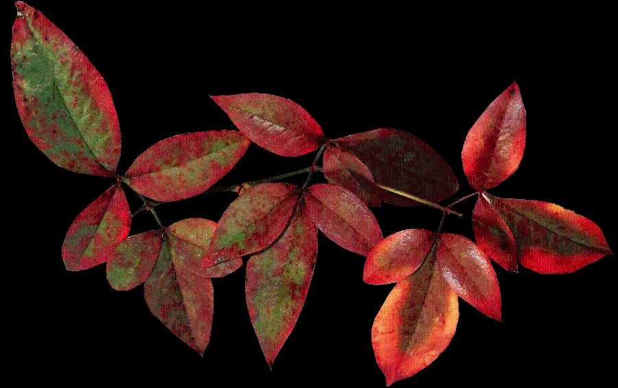 Download PNG image of autumn leaves cut out