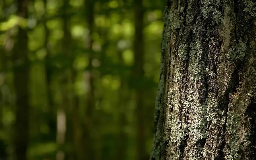 Dark and gloomy image of a tree trunk Old and sturdy in the forest with a blurred background 