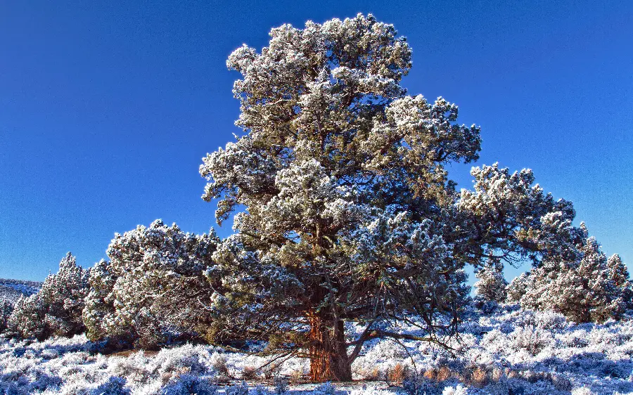 Winter stock and a single old tree surrounded by white snow 