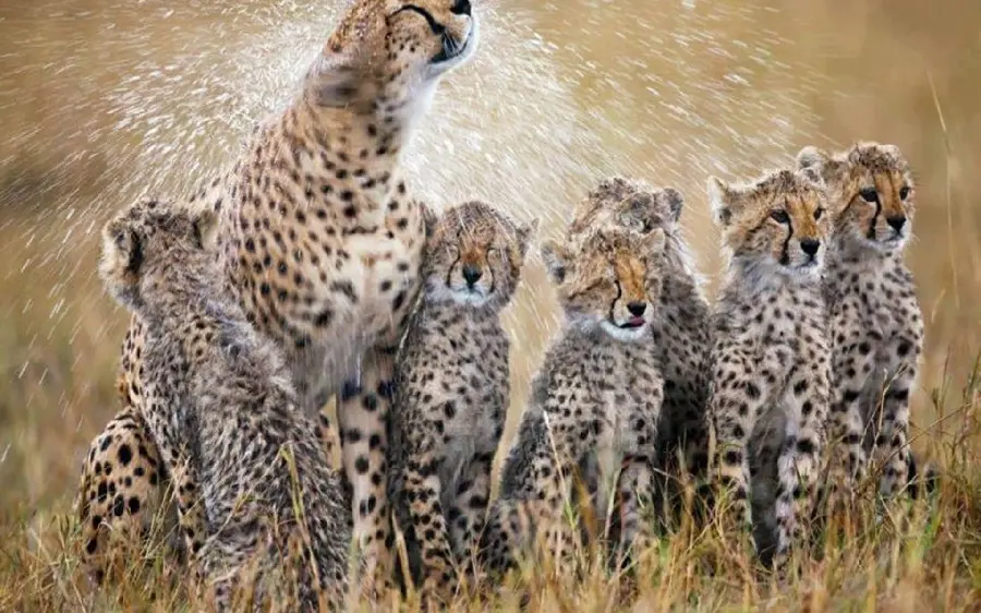 Cool stock photo of a large family of cheetahs playing in the water